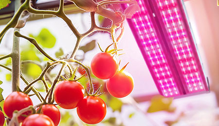 小番茄生长周期缩短的秘诀:LED灯如何加速植物生长?