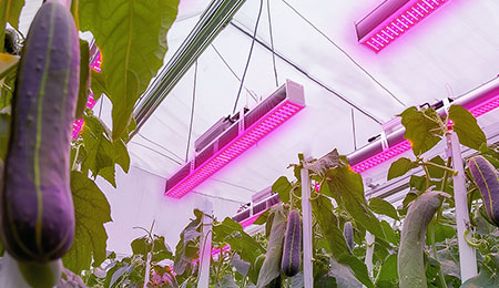 LED植物灯如何助力黄瓜种植?