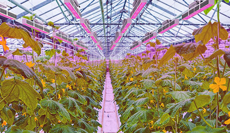 如何判断植物灯照明方案是否专业?如何读懂和理解它?