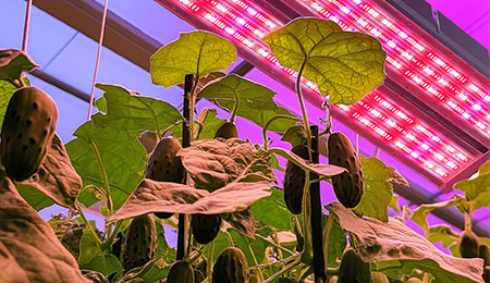 低温环境下,LED植物灯还能保持高效输出吗?