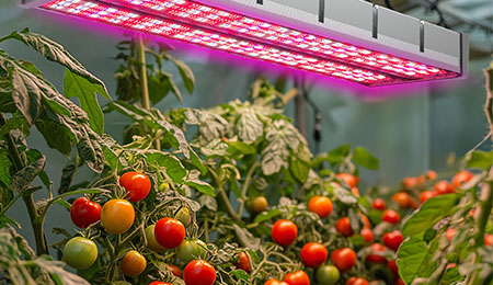 植物灯的‘光均匀性’:为什么高PPFD平均值可能掩盖‘光斑’问题